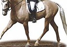 Warmblood - Horse for Sale in Langley, BC Warmblood - Horse for Sale in Langley, BC