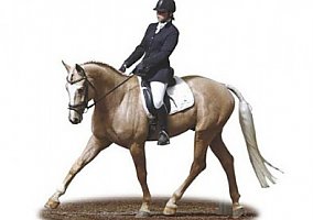 17'1 Palomino Warmblood Stallion, Hunter Warmblood Stallion