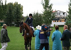 Fabulous 1.40 Jumper/ Equitation Horse! Warmblood Stallion