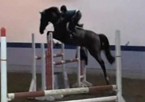 17'2 Holsteiner, Easy BIG Jumper! Holsteiner Stallion