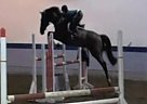 17'2 Holsteiner, Easy BIG Jumpe... Holsteiner Stallion