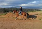 Hez Zip To Glow Quarter Horse Gelding