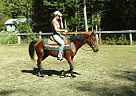 Reg. Morgan Mare Morgan Mare