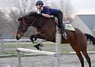 9 Y/O Adorable TB Gelding FOR Sa... Thoroughbred Gelding
