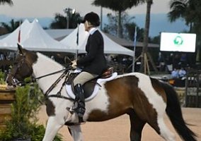 All Around Fellow Paint Gelding