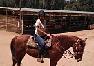 Paint - Horse for Sale in La Crescenta, CA 91214 Paint - Horse for Sale in La Crescenta, CA 91214