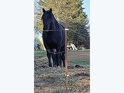 Beautiful Horse