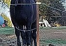 Canadian - Horse for Sale in Labelle, QC J0T 1H0 Canadian - Horse for Sale in Labelle, QC J0T 1H0