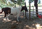 Paint - Horse for Sale in Camilla, GA 31730