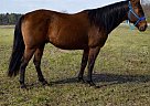Quarter Horse - Horse for Sale in Walkerton, IN 46574