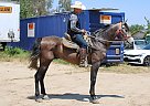 Andalusian - Horse for Sale in , CA 93307