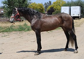 Andalusian / PRE (Andalusian / PRE, Stallion) in CA