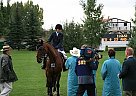 Warmblood - Horse for Sale in Calgary, AB 