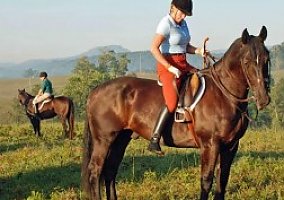 Field Or Ring he Is THE MAN Warmblood Gelding