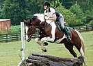 Paint - Horse for Sale in Rixeyville, VA 22737 Paint - Horse for Sale in Rixeyville, VA 22737