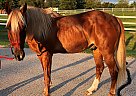 Rock - Gelding in Milwaukee, WI Rock - Gelding in Milwaukee, WI