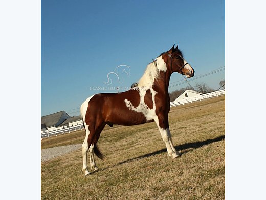 Gaited Gelding