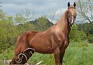Tennessee Walking - Horse for Sale in Hustonville, KY 40437