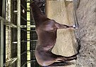 Quarter Horse - Horse for Sale in Gervais, OR 97026