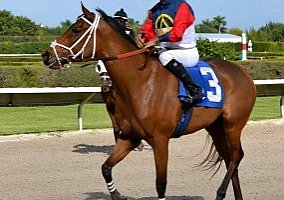 Thoroughbred (Thoroughbred, Mare) in Miami, FL