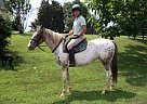 Appaloosa - Horse for Sale in Rixeyville, VA 22737 Appaloosa - Horse for Sale in Rixeyville, VA 22737