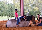 Tennessee Walking - Horse for Sale in Marion Junction, AL 36759