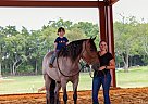 Tennessee Walking - Horse for Sale in Marion Junction, AL 36759 Tennessee Walking - Horse for Sale in Marion Junction, AL 36759