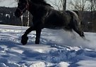 Percheron - Horse for Sale in Stanstead, QC J0b3e0 Percheron - Horse for Sale in Stanstead, QC J0b3e0
