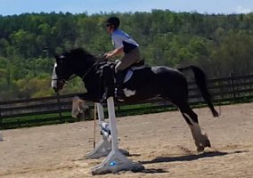 Made Fox Hunter Warmblood Mare