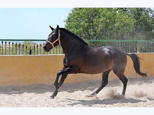 Mare Purebred Andalusian,  Father Is the Calificado Stallion