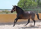 Andalusian - Horse for Sale in Elx/elche, Alicante, 03294 Andalusian - Horse for Sale in Elx/elche, Alicante, 03294