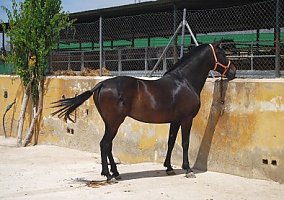 Andalusian / PRE (Andalusian / PRE, Mare)