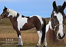 Draft - Horse for Sale in Larkspur, CO 80118