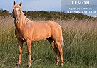 Quarter Horse - Horse for Sale in Larkspur, CO 80118