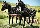 Percheron - Horse for Sale in Dunnville, KY 42528 Percheron - Horse for Sale in Dunnville, KY 42528
