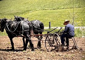 Draft (Percheron, Belgian, Clydesdale, Shire) (Draft (Percheron, Belgian, Clydesdale, Shire), Mare) in Dunnville, KY