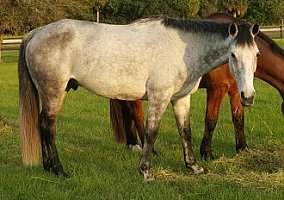 Perfectly Made Fox Hunter Irish Draught Gelding