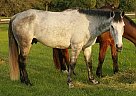 Irish Draught - Horse for Sale in Genesseo, NY 13152