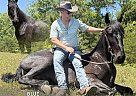 Tennessee Walking - Horse for Sale in , TN 37091