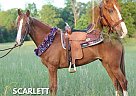 Tennessee Walking - Horse for Sale in Tompkinsville, KY 42167 Tennessee Walking - Horse for Sale in Tompkinsville, KY 42167