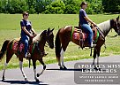 Spotted Saddle - Horse for Sale in Tompkinsville, KY 42167
