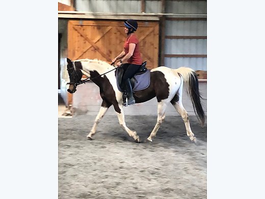 Saddlebred/QH Sporthorse