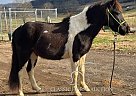 Spotted Saddle - Horse for Sale in Hartsville, TN 37074