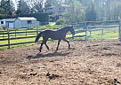 Canadian - Horse for Sale in Victoria, BC V9C 2B5