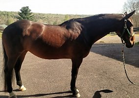 Talented, Comfortable and Full Of Potental Warmblood Mare