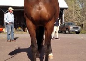 Talented (Warmblood, Mare) in Rixeyville, VA