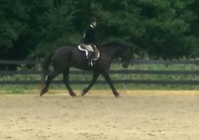 Tall Dark and Handsome Warmblood Gelding