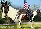 Tennessee Walking - Horse for Sale in Tompkinsville, KY 42167