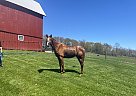 Thoroughbred - Horse for Sale in Harrison Valley, PA 16927 Thoroughbred - Horse for Sale in Harrison Valley, PA 16927