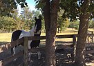 Spartan - Gelding in Aiken, SC Spartan - Gelding in Aiken, SC